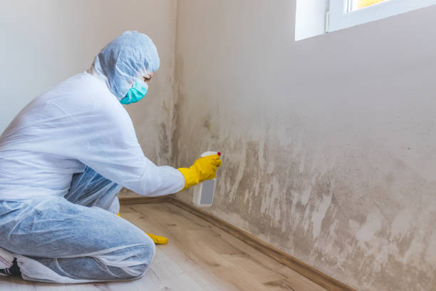 Licensed Black Mold Removal service in Bremerton, WA - WQB Mold Removal