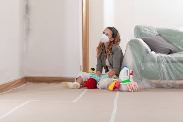 Reliable Black Mold Removal contractor in Bremerton, WA by WQB Mold Removal