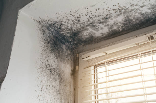 Affordable Black Mold Removal solutions in Bremerton, WA